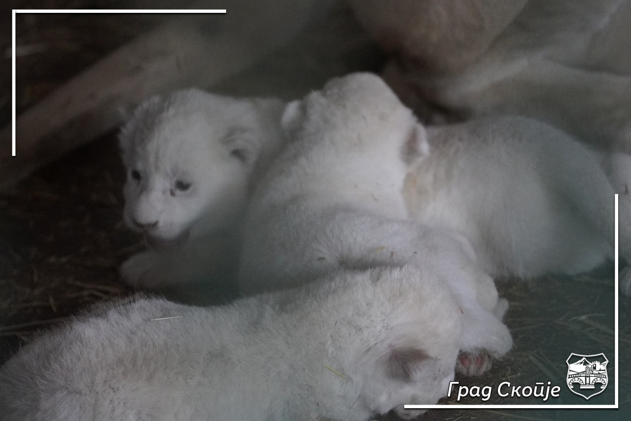 По повеќе од 20 години во ЗОО – Скопје се родија три лавчиња