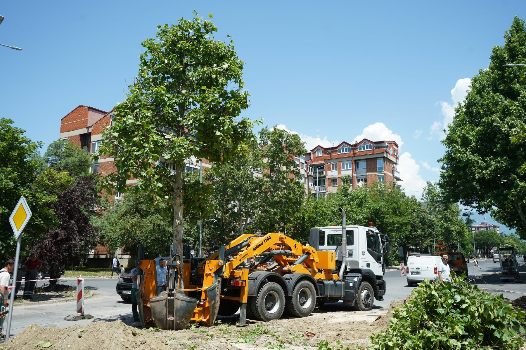 Машински пресадено повеќегодишно дрво Платан од улицата Васко Карангелевски во Градскиот парк